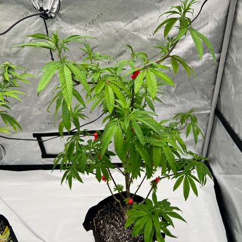 Slurricane Truffles growlog timeline photo