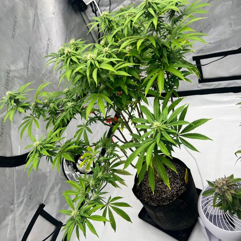 Runtz Muffin growlog timeline photo
