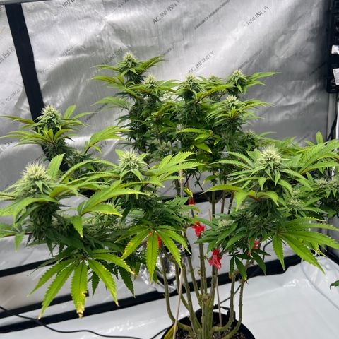 Runtz Muffin growlog timeline photo