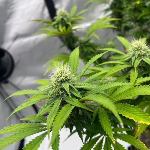 Runtz Muffin growlog timeline photo