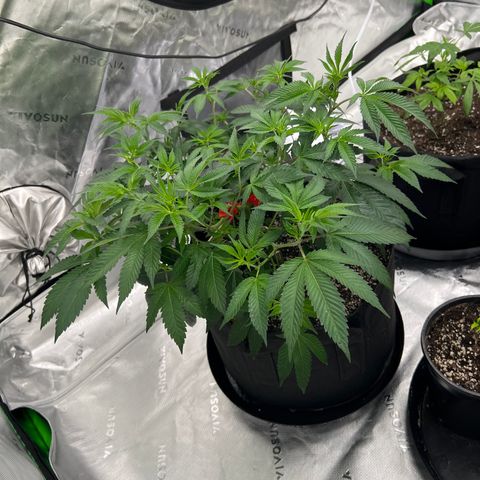 Cali Diesel growlog timeline photo