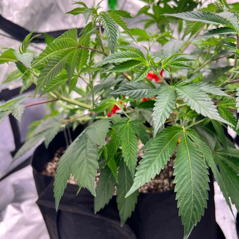 Cali Diesel growlog timeline photo