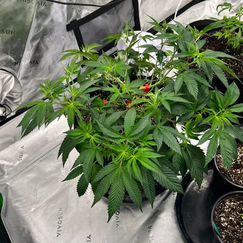 Cali Diesel growlog timeline photo