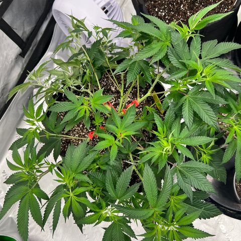 Cali Diesel growlog timeline photo