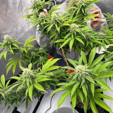 Runtz Muffin growlog timeline photo