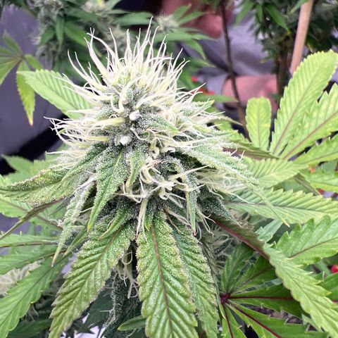 Runtz Muffin growlog timeline photo