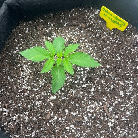 Strawberry Nugget growlog timeline photo