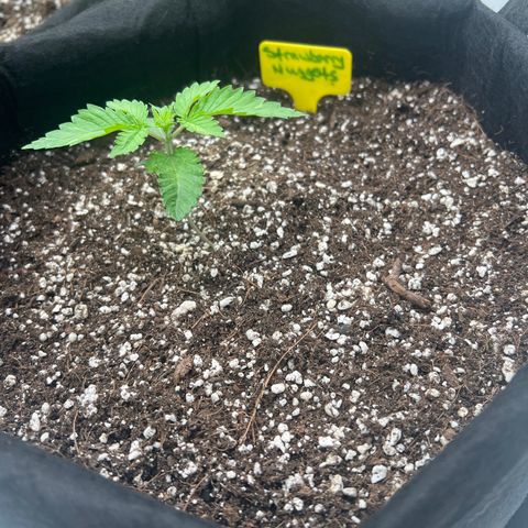 Strawberry Nugget growlog timeline photo