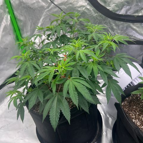 Cali Diesel growlog timeline photo
