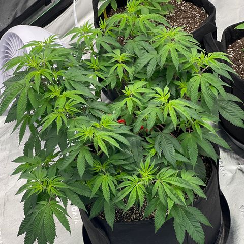 Cali Diesel growlog timeline photo
