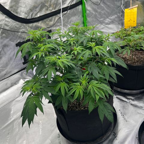 Cali Diesel growlog timeline photo