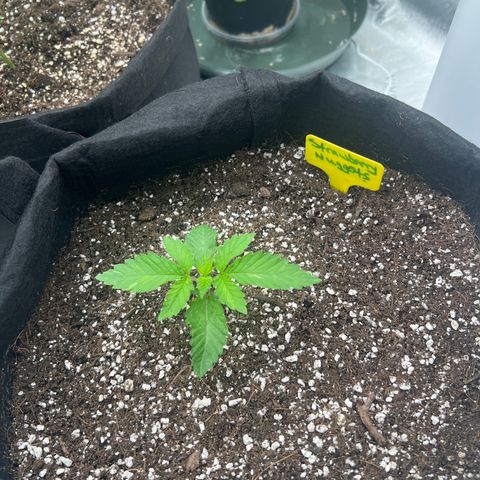Strawberry Nugget growlog timeline photo