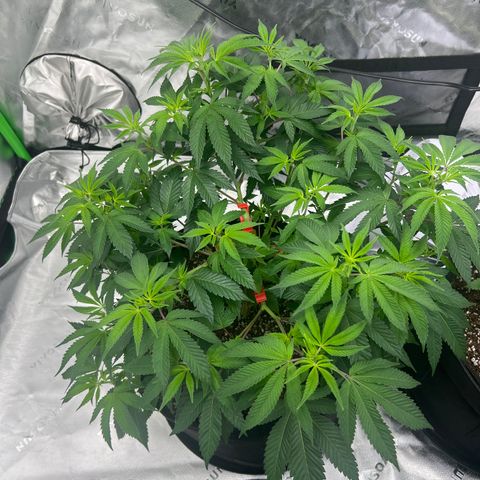 Cali Diesel growlog timeline photo