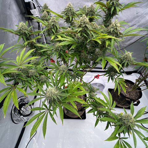 Runtz Muffin growlog timeline photo