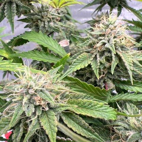 Runtz Muffin growlog timeline photo