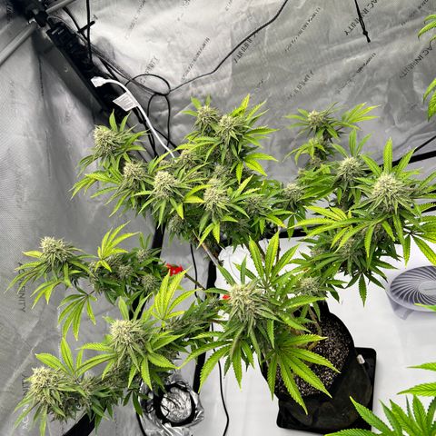 Runtz Muffin growlog timeline photo