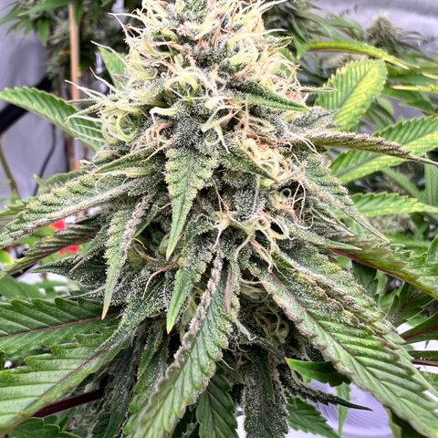 Runtz Muffin growlog timeline photo