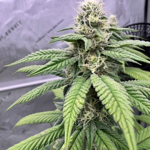 Slurricane Truffles growlog timeline photo