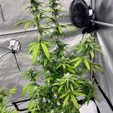 Slurricane Truffles growlog timeline photo