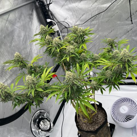 Runtz Muffin growlog timeline photo