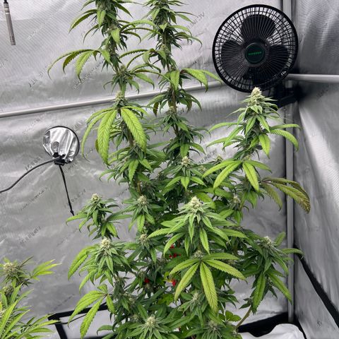 Slurricane Truffles growlog timeline photo