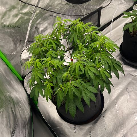 Cali Diesel growlog timeline photo