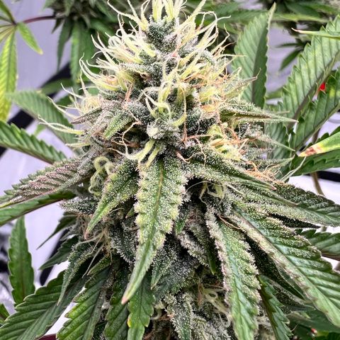 Runtz Muffin growlog timeline photo