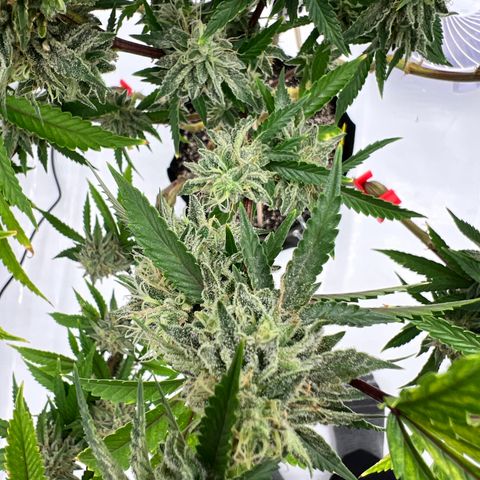 Runtz Muffin growlog timeline photo