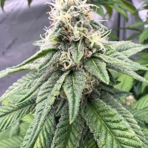 Slurricane Truffles growlog timeline photo