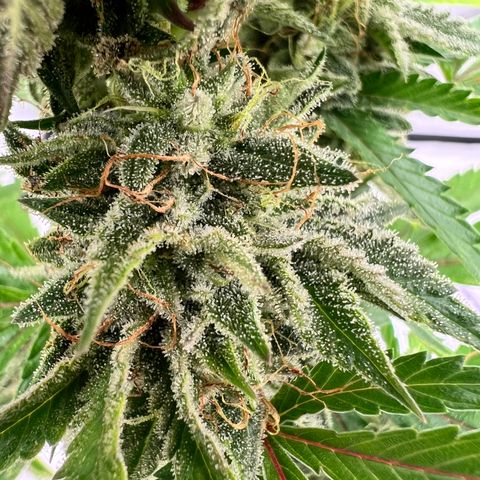 Runtz Muffin growlog timeline photo