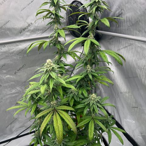 Slurricane Truffles growlog timeline photo
