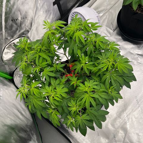 Cali Diesel growlog timeline photo