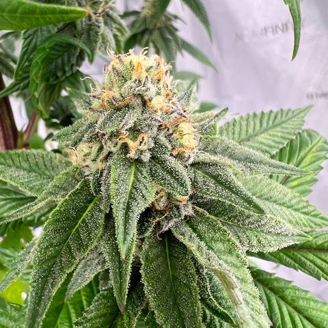 Slurricane Truffles growlog timeline photo