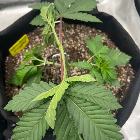 Strawberry Nugget growlog timeline photo