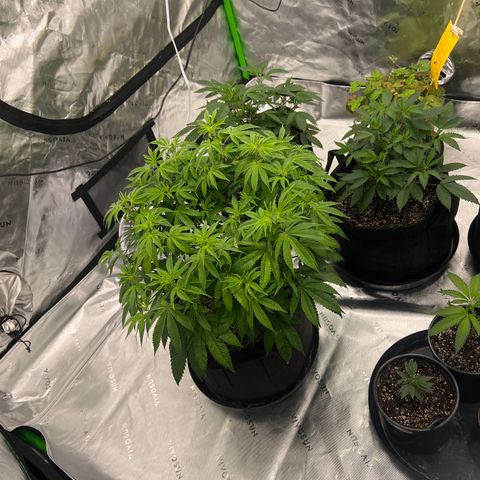 Cali Diesel growlog timeline photo