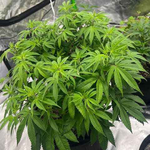 Cali Diesel growlog timeline photo