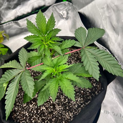 Strawberry Nugget growlog timeline photo