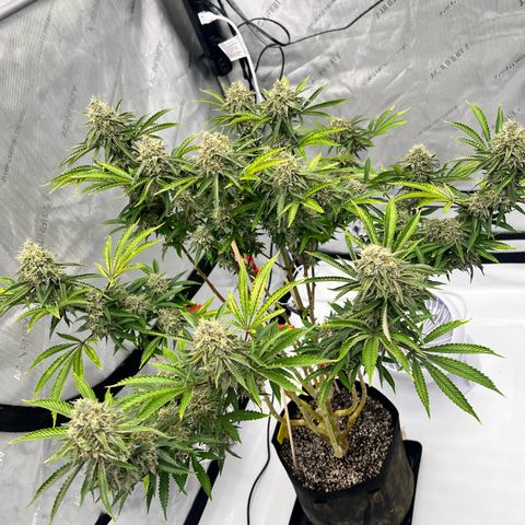 Runtz Muffin growlog timeline photo