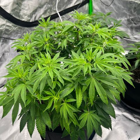 Cali Diesel growlog timeline photo