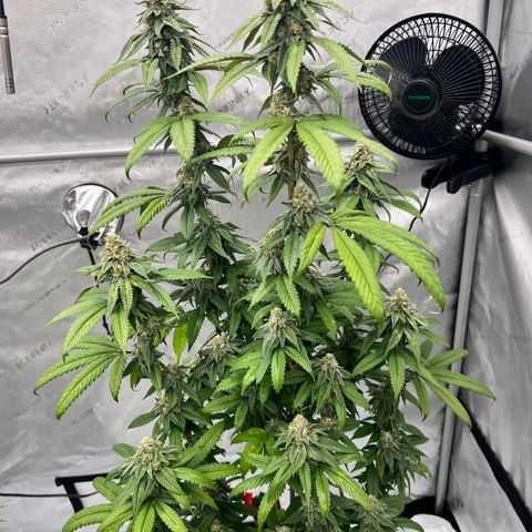 Slurricane Truffles growlog timeline photo
