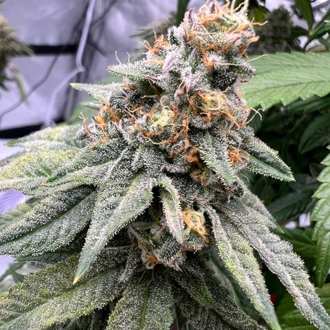 Slurricane Truffles growlog timeline photo