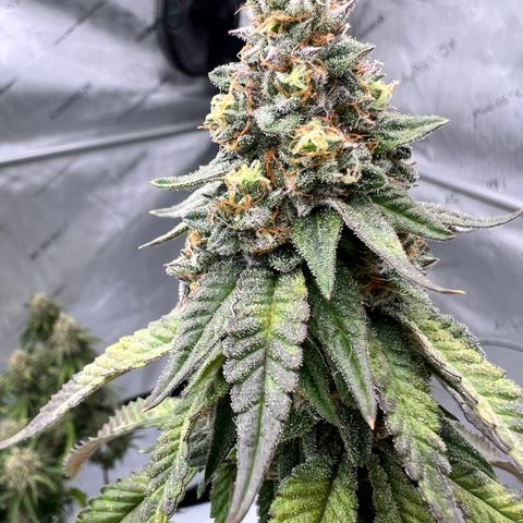 Slurricane Truffles growlog timeline photo