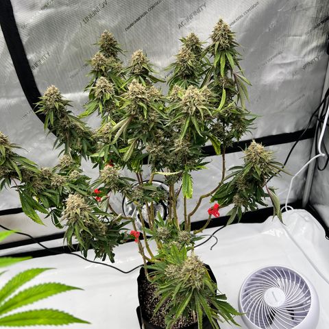 Runtz Muffin growlog timeline photo