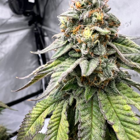 Slurricane Truffles growlog timeline photo