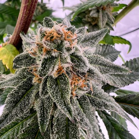 Slurricane Truffles growlog timeline photo