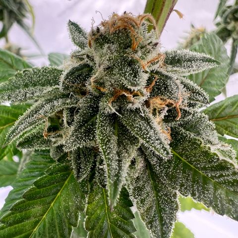 Slurricane Truffles growlog timeline photo