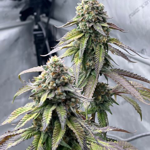 Slurricane Truffles growlog timeline photo