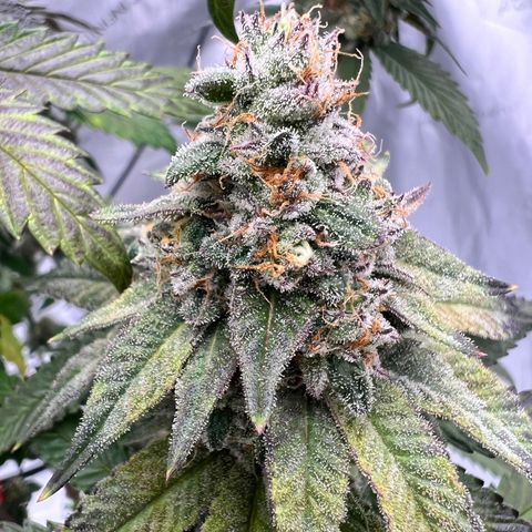 Slurricane Truffles growlog timeline photo