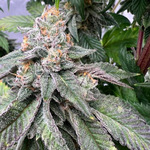 Slurricane Truffles growlog timeline photo