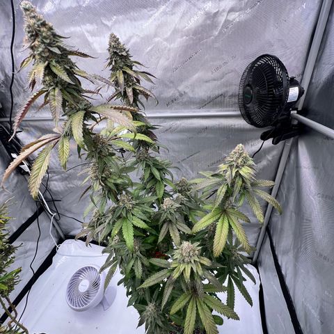 Slurricane Truffles growlog timeline photo